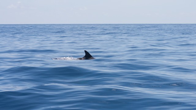 A shark's fin partially emerges from calm blue ocean waters under a clear sky.