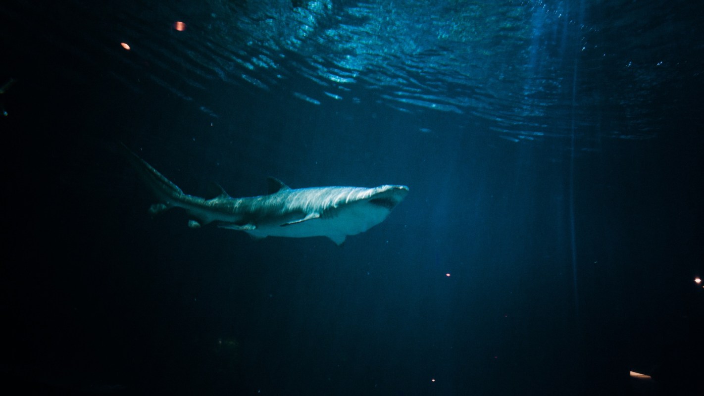 A shark swimming gracefully in dark, illuminated water.