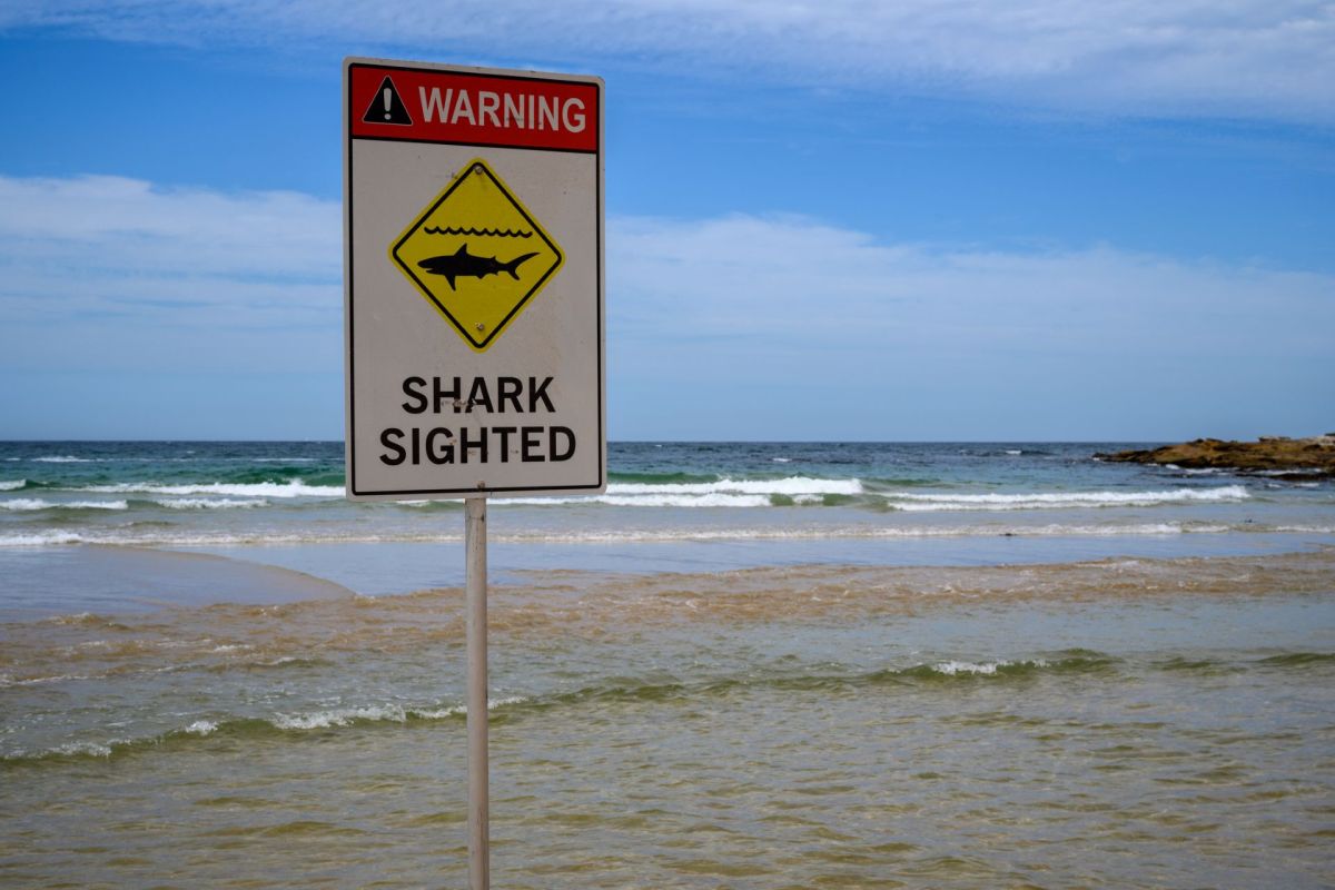 A warning sign at a beach alerts swimmers to recent shark sightings in the water.