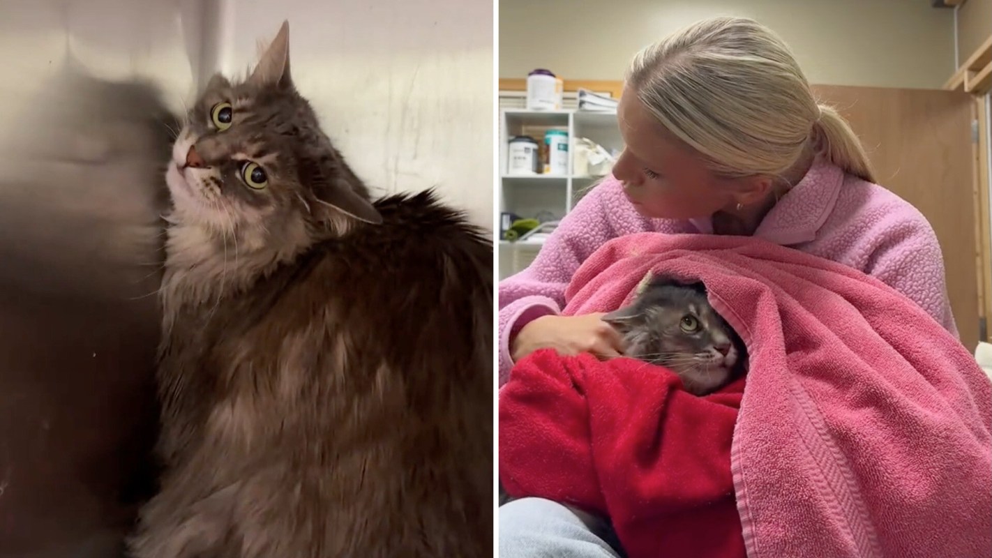 A worried cat looks up from a corner as a woman gently comforts it while wrapped in a red towel.