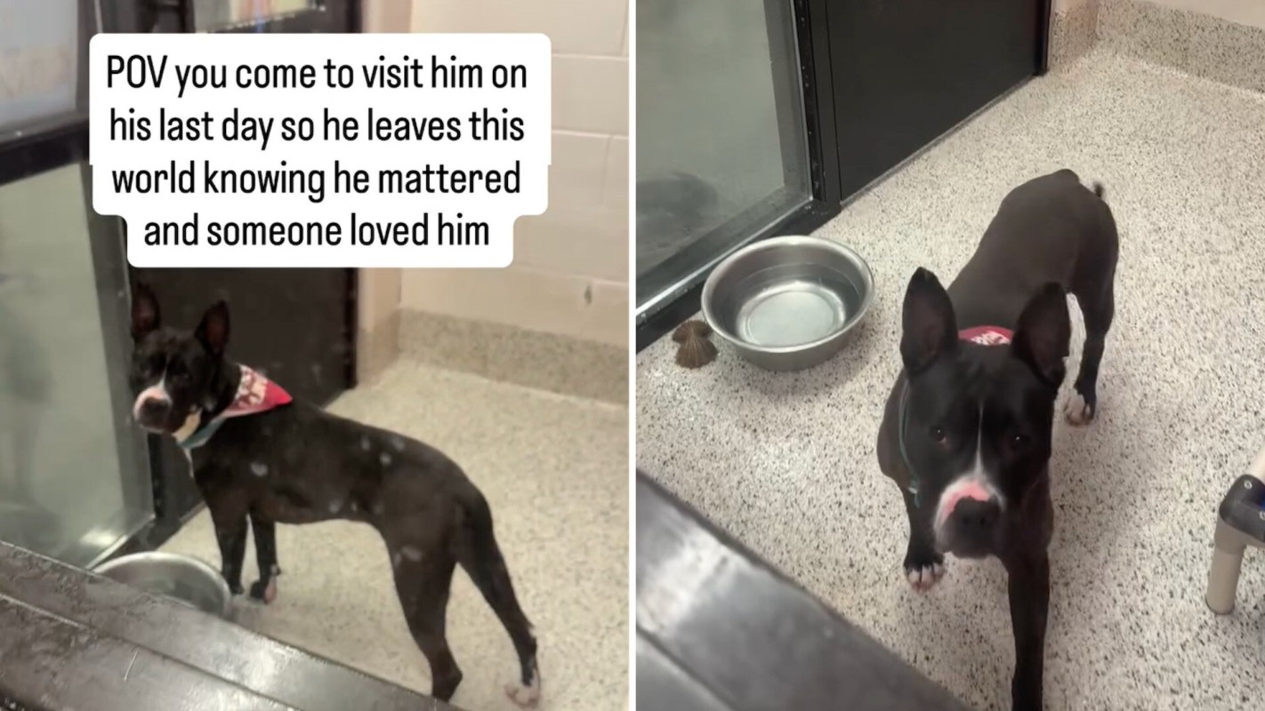 A black dog with a red bandana in a kennel with a water bowl.