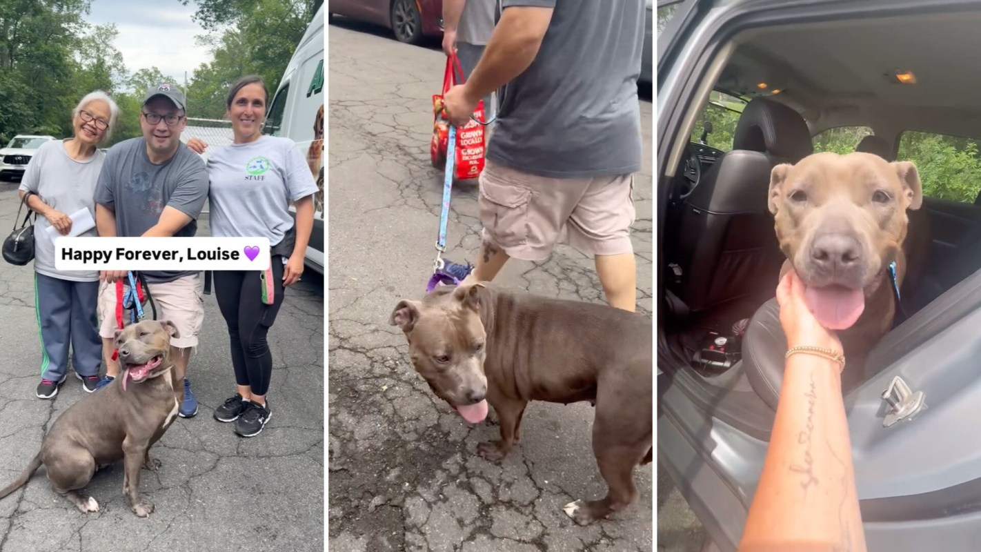 A happy pit bull is surrounded by people celebrating its adoption on a sunny day.