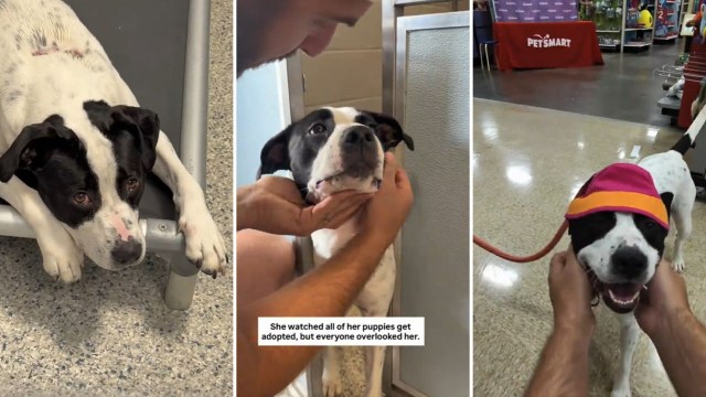 A rescued dog experiences affection and care while waiting for adoption at a shelter.