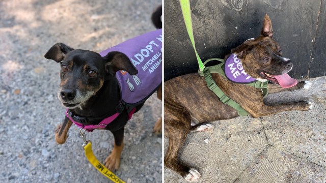 Two dogs wearing "Adopt Me" vests.