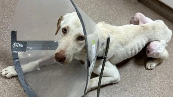 A white dog wearing a collar lies on the floor with a surgical site visible on its leg.