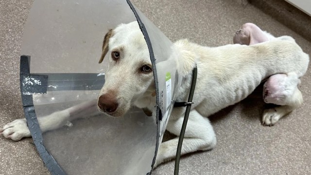 A white dog wearing a collar lies on the floor with a surgical site visible on its leg.