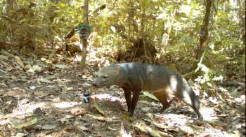 The short-eared dog spotted by a camera trap in Bolivia.