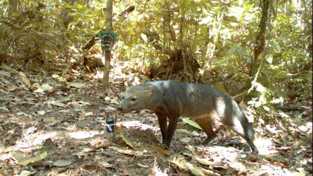 The short-eared dog spotted by a camera trap in Bolivia.