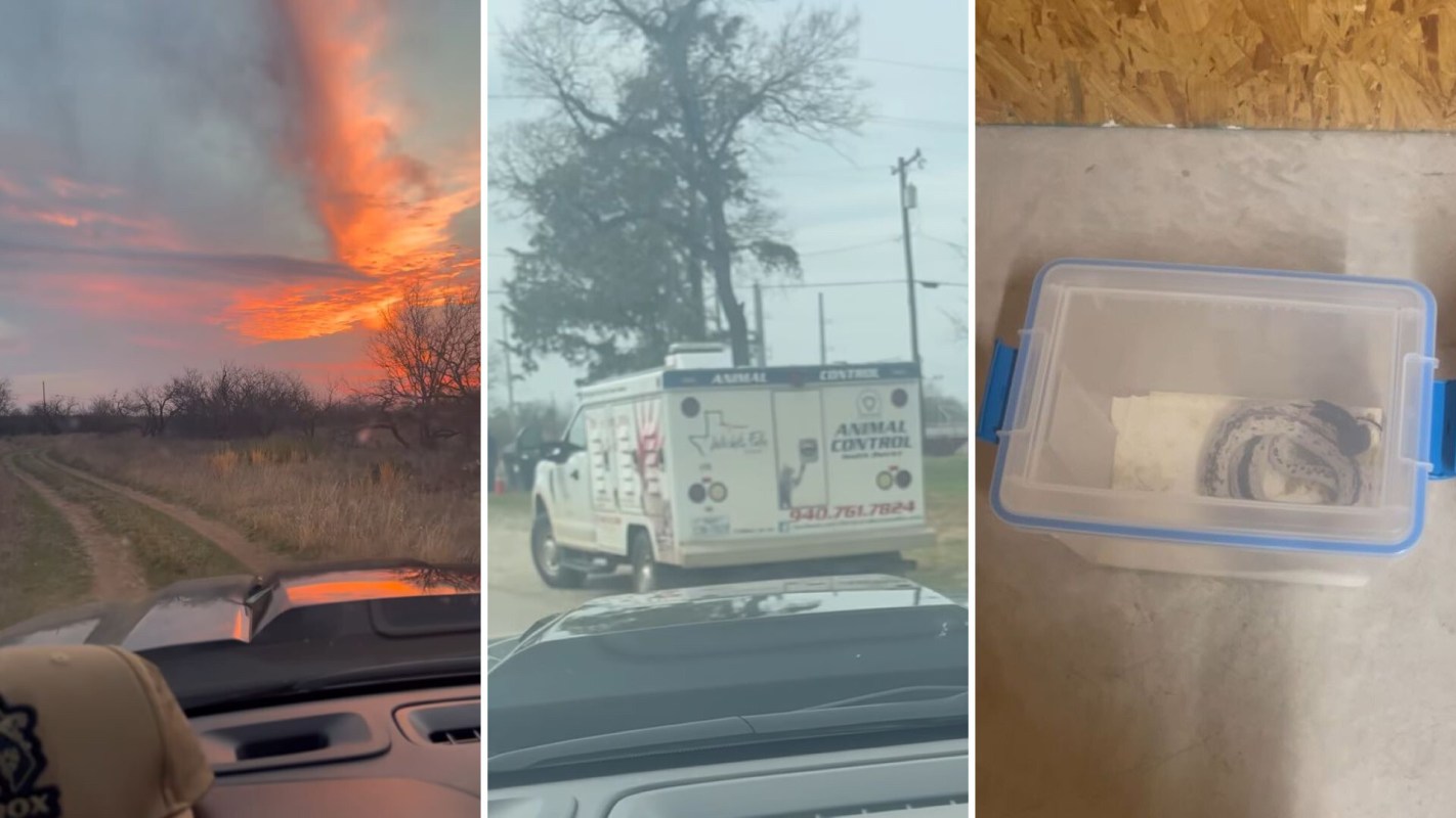 A collage showing a sunset, an animal control truck, and a container with a snake inside.
