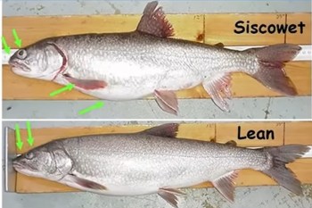 A side-by-side comparison of two fish, one with a much thinner body than the other.