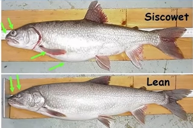A side-by-side comparison of two fish, one with a much thinner body than the other.