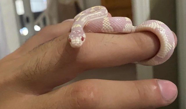 A juvenile corn snake coiled around a person's finger.