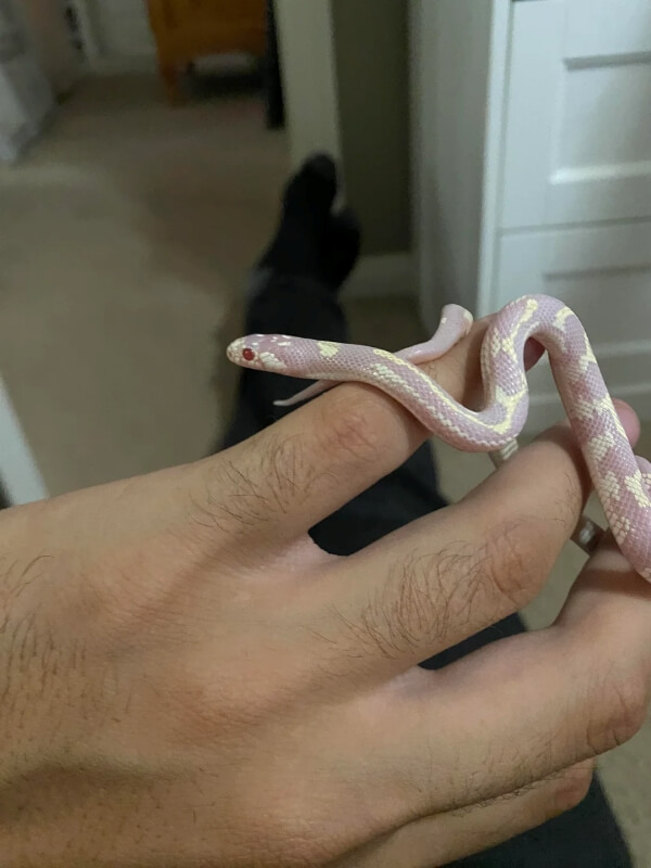 Another photo of the corn snake on the person's hand.