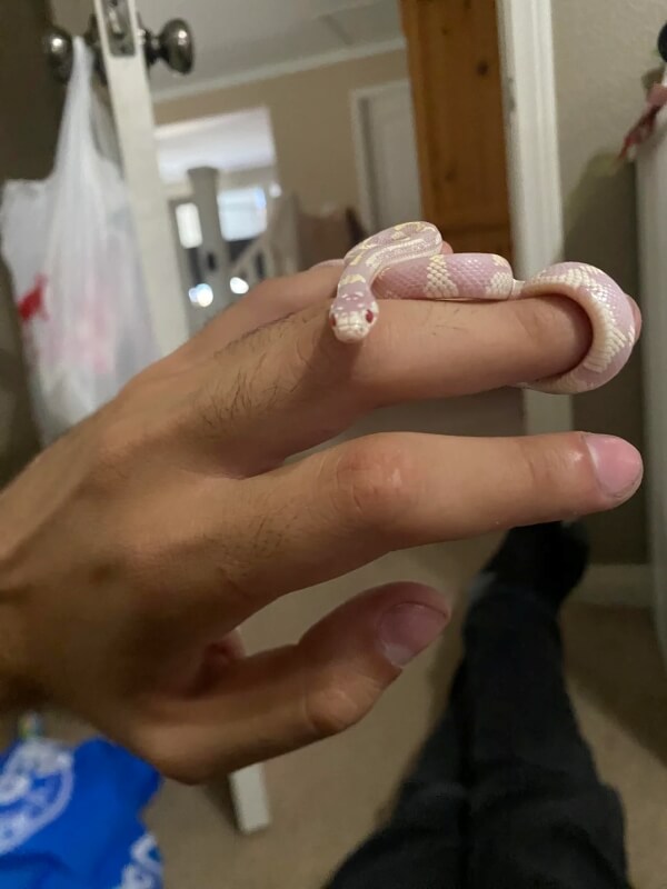 A juvenile corn snake twirled around a human hand.