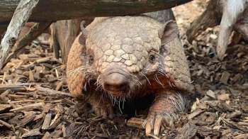 A close-up of an armadillo with a textured, scaly body and whiskers, nestled among wood chips.
