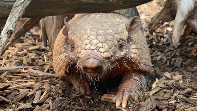 A close-up of an armadillo with a textured, scaly body and whiskers, nestled among wood chips.