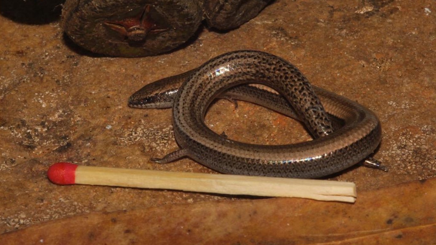 A small, brown skink curled around a matchstick on a textured surface.
