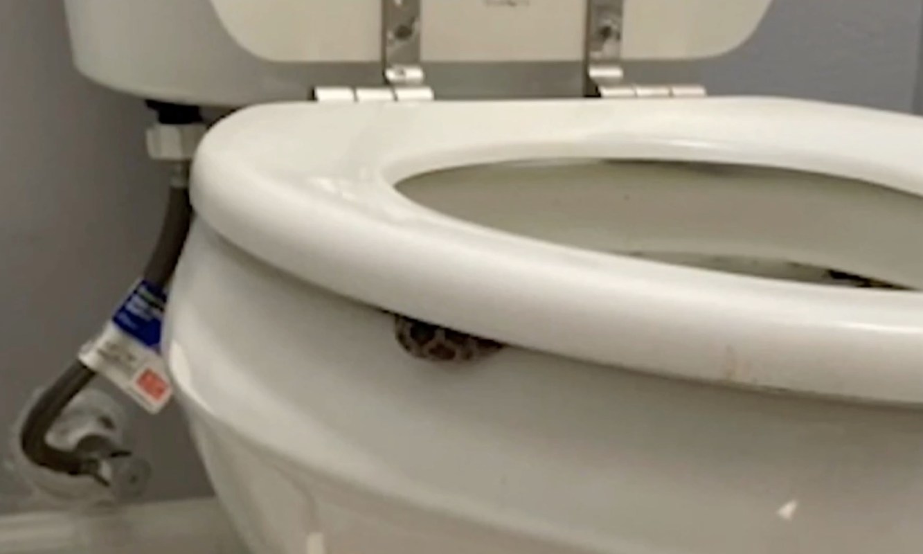A snake peeking out from the rim of a toilet in a bathroom setting.