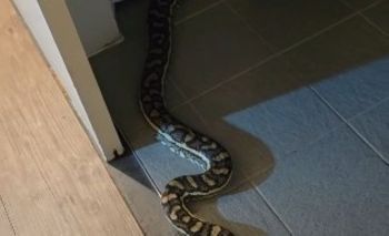 Part of a snake's body on a bathroom floor.
