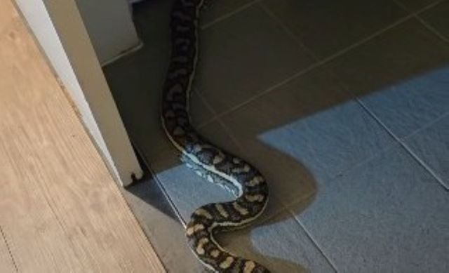 Part of a snake's body on a bathroom floor.