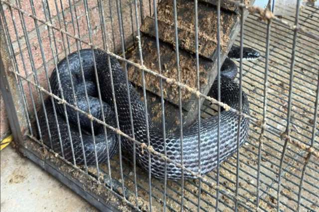 A black snake curled up inside a wire cage with a dirty surface and a piece of blocked hiding space.