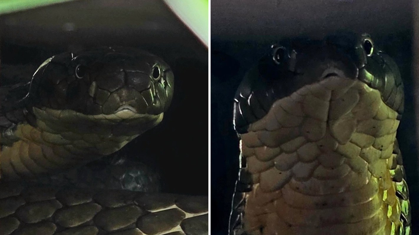 Two close-up shots of a snake's head showcasing its scales and eyes against a dark background.