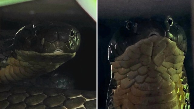 Two close-up shots of a snake's head showcasing its scales and eyes against a dark background.