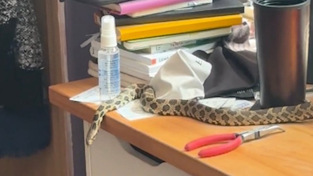 A snake curled on a cluttered desk with various items like books, a spray bottle, and scissors.