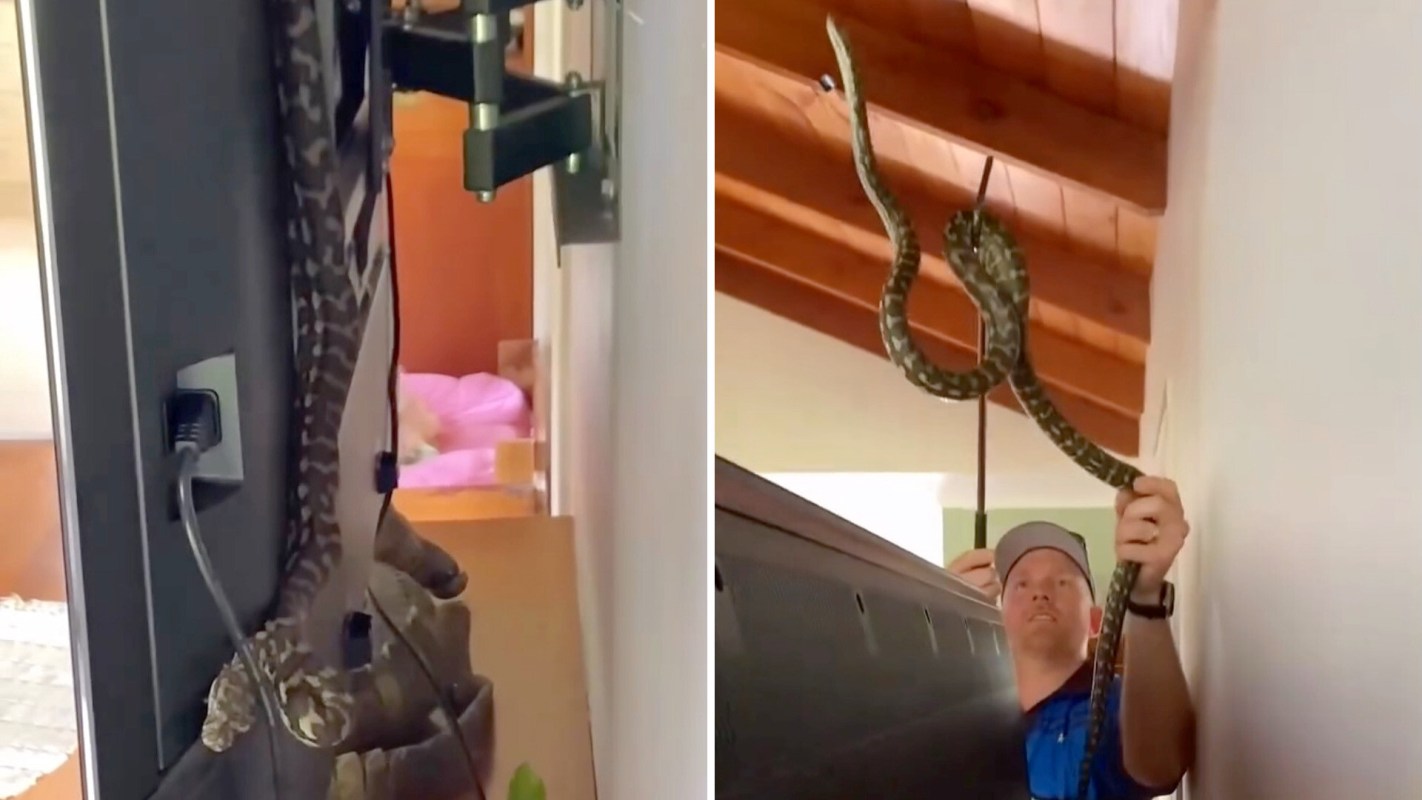 A person holding a large snake that is partially hidden behind a TV in a home setting.