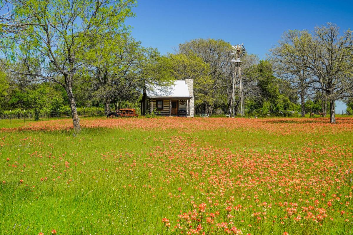 A rustic cabin surrounded by a field of orange flowers and a windmill under a clear blue sky.