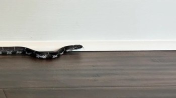 A black and white snake moves along a floor near a white wall.