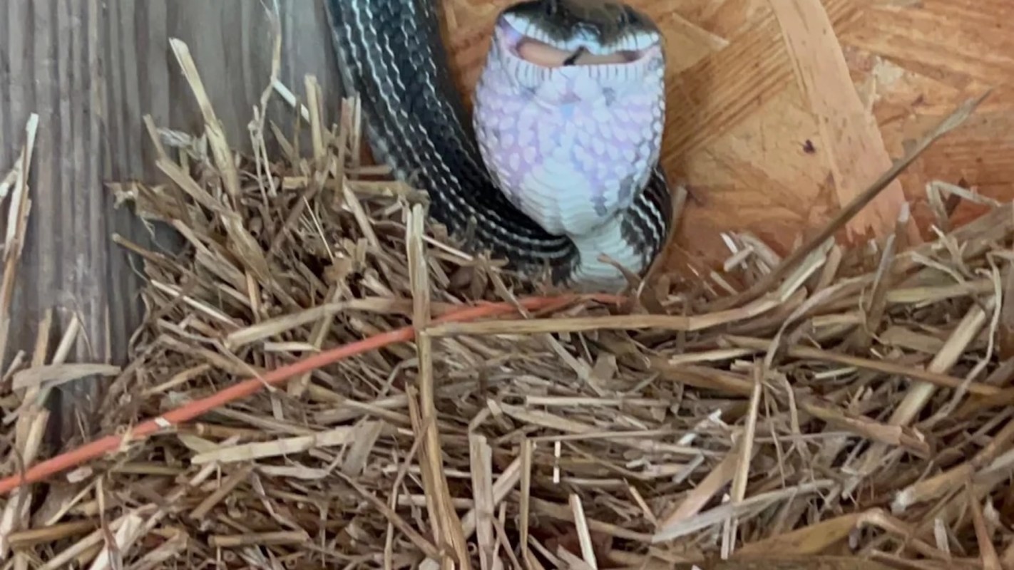 A close-up of a snake with a patterned body resting amid straw in a wooden enclosure.
