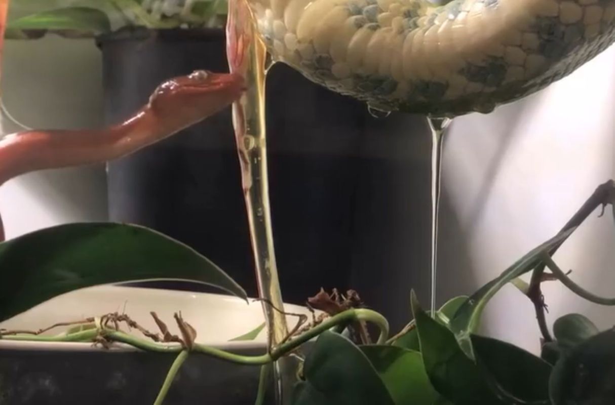 A red snake is coiling around a plant while another snake is above it.