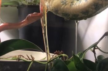 A red snake is coiling around a plant while another snake is above it.