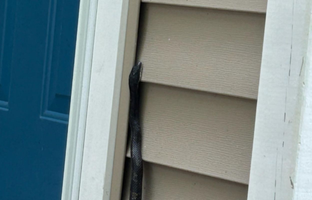 A black snake is positioned along the exterior siding of a house beside a blue front door.