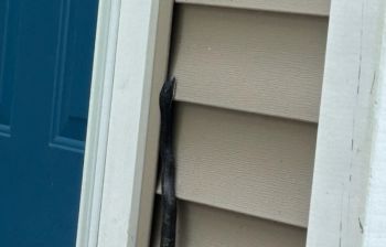 A black snake is positioned along the exterior siding of a house beside a blue front door.