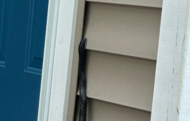 A black snake is positioned along the exterior siding of a house beside a blue front door.
