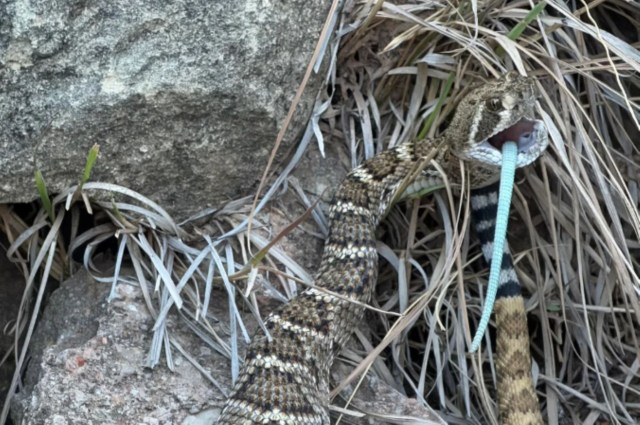A snake with its tongue extended, hidden among dry grasses and rocks.
