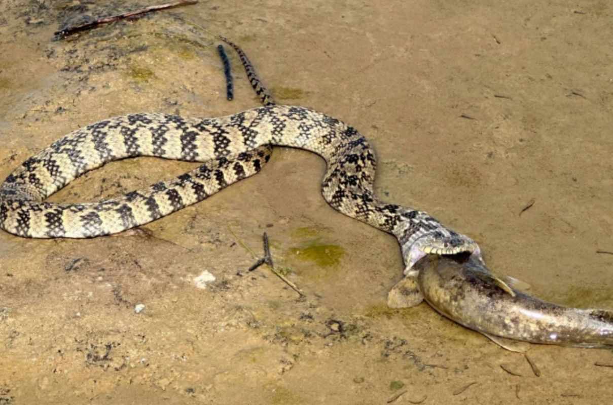 A snake is consuming a fish on a sandy riverbank.