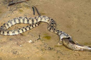 A snake is consuming a fish on a sandy riverbank.