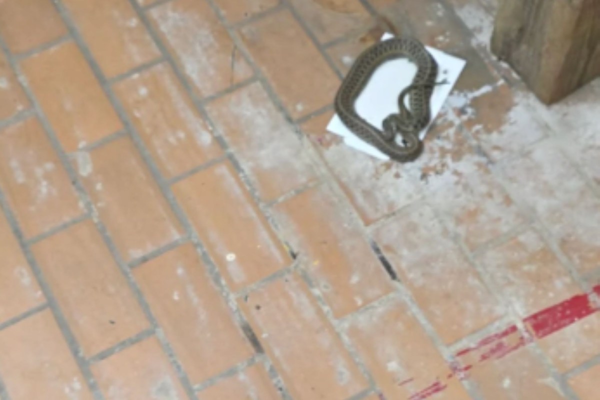 A coiled snake rests on a white paper sheet on a tiled floor.