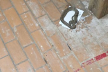 A coiled snake rests on a white paper sheet on a tiled floor.
