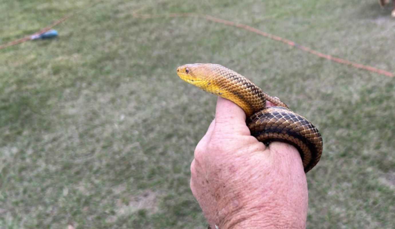 A person holds a brown and yellow snake in their hand, with grass in the background.