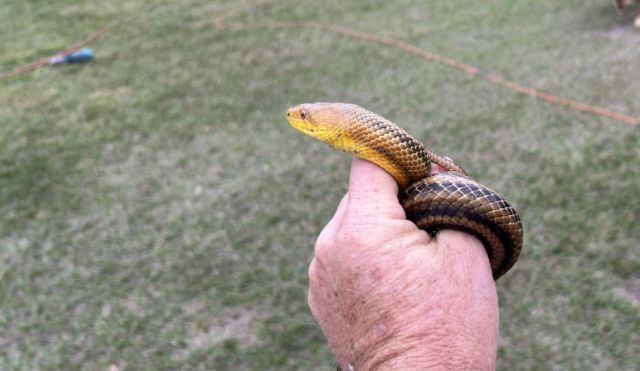 A person holds a brown and yellow snake in their hand, with grass in the background.