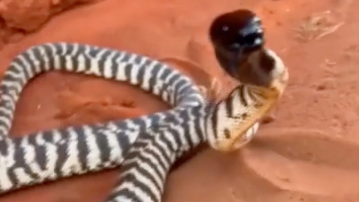 A striped snake raising its head on orange sandy terrain.