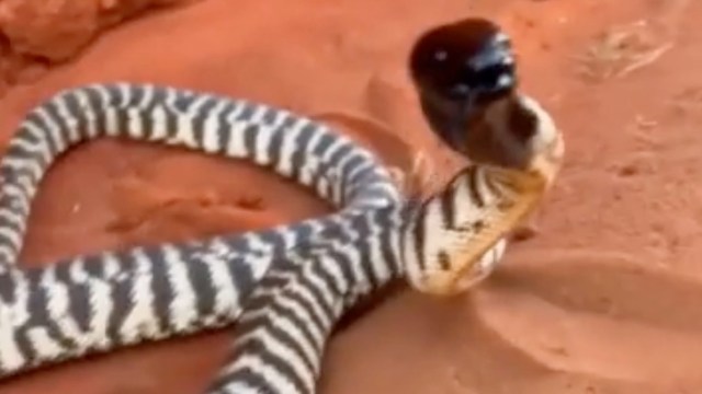 A striped snake raising its head on orange sandy terrain.