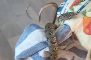 A snake wrapped around an oven mitt and a striped towel.