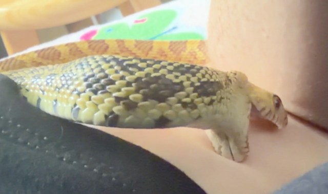 A close-up of a large snake crawling on a person's skin and opening its mouth, with a colorful background.