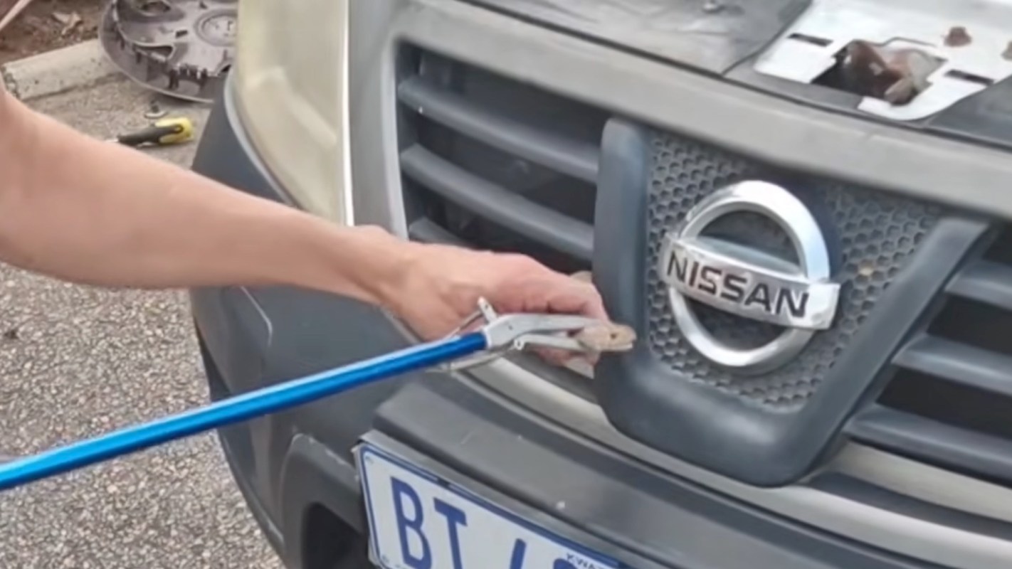 A person using pliers to remove a snake from a car with a Nissan emblem on the front of the vehicle.
