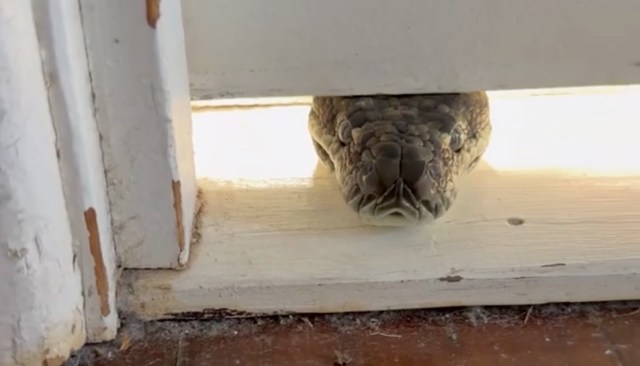 A python peeking through a gap in a doorway, with sunlight illuminating its head.